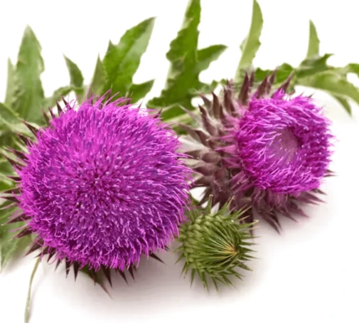 ProstaLite Ingredient Silymarin (Milk Thistle Extract)