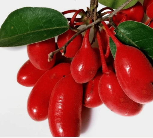ProstaLite Ingredient Uvaria Rufa Blume Extract